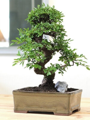 101550-06-2__77747 Limited Pot: Chinese Elm