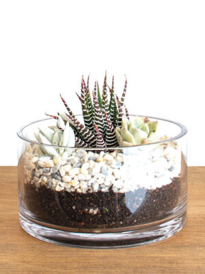 36e67865-78f7-4572-9150-11f1f86dc1e6__49253 Zen Zebra Succulent Terrarium Kit