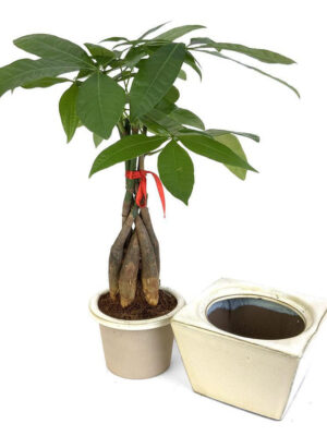 4f17212e-b8e5-457a-84e0-5d474b4ca0d5__14169 Braided Money Tree in Self-Watering Planter - White Square