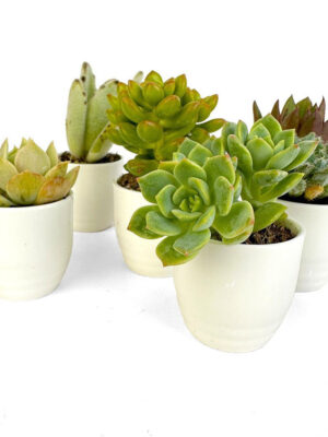 569ee12d-0791-4870-86f9-c365efe40255__30149 Succulent Sake Favor