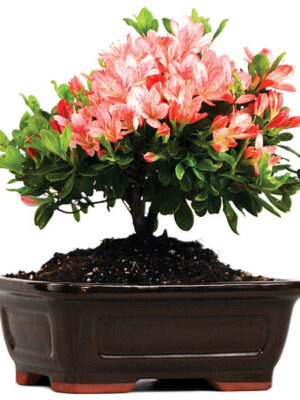 801460-03-2__93203 Azalea - Pink Blossom