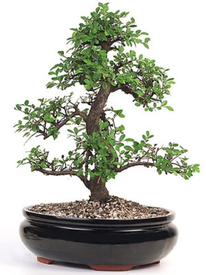 801970-03-2__97381 Large Chinese Elm Bonsai