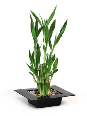 803690-03-2__17716 Modern Mini Tiered Bamboo