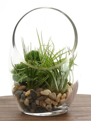 804910-03-2__04153 Tall Desk Air Plant Terrarium Kit