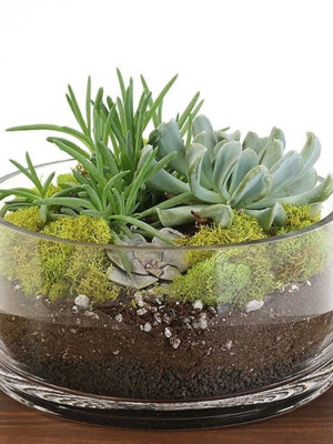 805150-03-2__49400 Succulent Dish Terrarium Kit