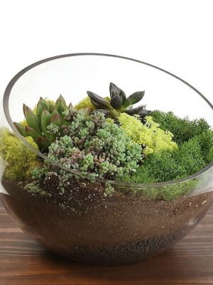 805160-03-2__69609 Large Bowl Succulent Kit