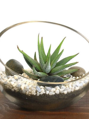 805950-03-2__83232 Small Bowl Zen Aloe Terrarium Kit