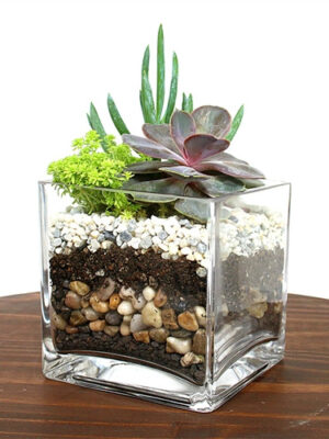 806500-03-2__33082 Cube Succulent Terrarium Kit