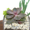 Cube Succulent Terrarium Kit