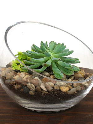 806520-03-2__93084 Small Bowl Succulent Terrarium Kit