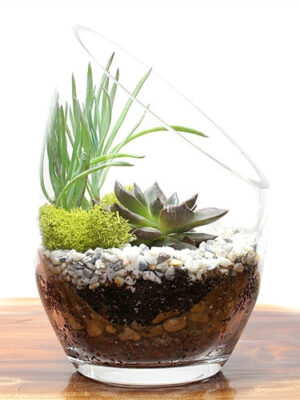 806530-03-2__61232 Tall Desk Succulent Kit