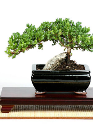 952dd938-2fc5-4c0c-bab7-88603f3e5887__89040 Rock Juniper