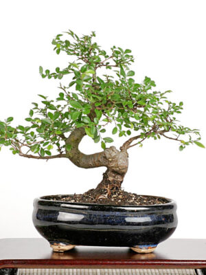 ChineseElm-24__99408 Chinese Elm