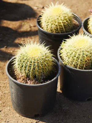 CopyofEchinocactus_grusonii_5g_mid Golden Barrel Cactus (Echinocactus grusonii)