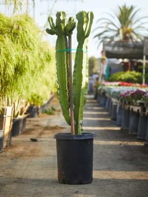 CopyofEuphorbia_ingens_15g_full_1 African Candelabra Tree (Euphorbia ingens)