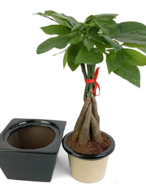 c63e3633-3f3e-4bfd-9947-99437f569696__95479 Braided Money Tree in Self-Watering Planter - Black Square