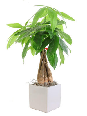 e8ea19bf-3611-4b55-b43e-a55abd4921e3__19469 Braided Money Tree - White Vase