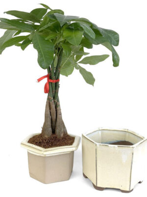 fb15bcbb-6b37-4e62-965f-1dd023dc0f80__03918 Braided Money Tree in Self-Watering Planter - Beige Hexagon